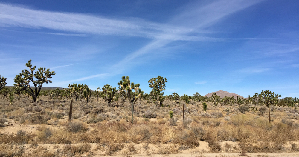 joshua trees in the desert