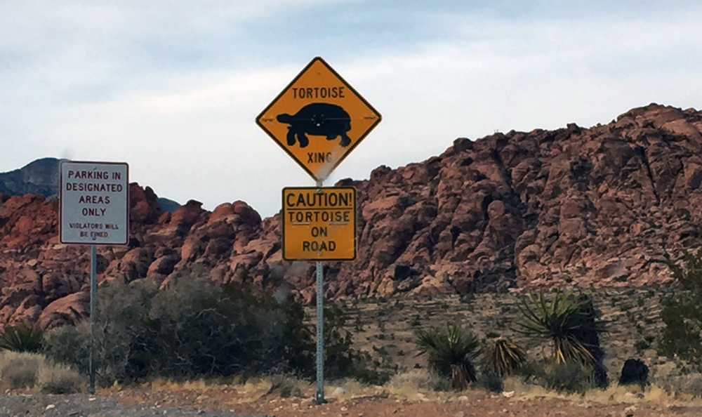 Watch out for tortoises sign